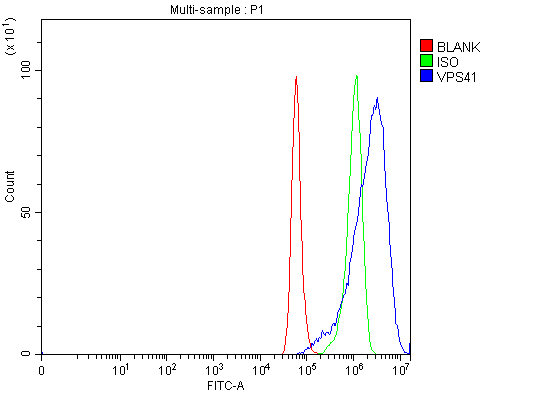  Flow Cytometry analysis of A549 cells using anti-VPS41 antibody (A04135-2)
