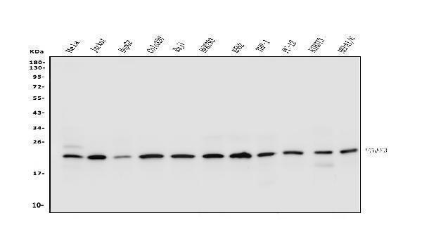 a04136 1 ptges3 primary antibodies wb testing 1