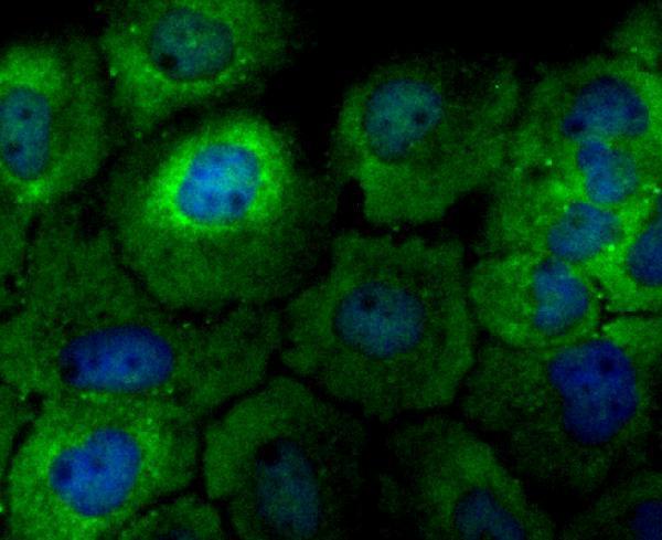 ICC staining p23 in A431 cells (green)
