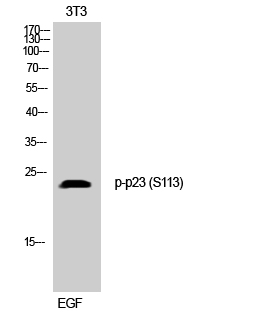 Western Blot analysis of 3T3 cells using Phospho-p23 (S113) Polyclonal Antibody