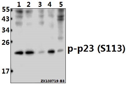 a04136s133 ptges3 primary antiboties wb testing 1