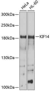 a04137 kif14 primary antiboties wb testing 1