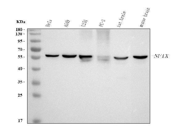a04138 1 nfix primary antibodies wb testing 1