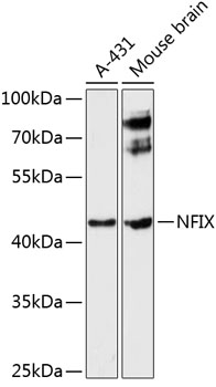 a04138 nfix primary antiboties wb testing 1