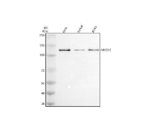 a04139 1 myo1e primary antibodies wb testing 1