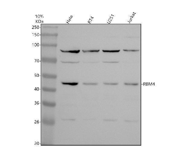 Western blot analysis of RBM4 using anti-RBM4 antibody (A04140-3)