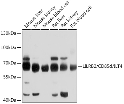 Western blot analysis of extracts of various cell lines, using LILRB2/CD85d/ILT4 antibody  at 1:1000 dilution