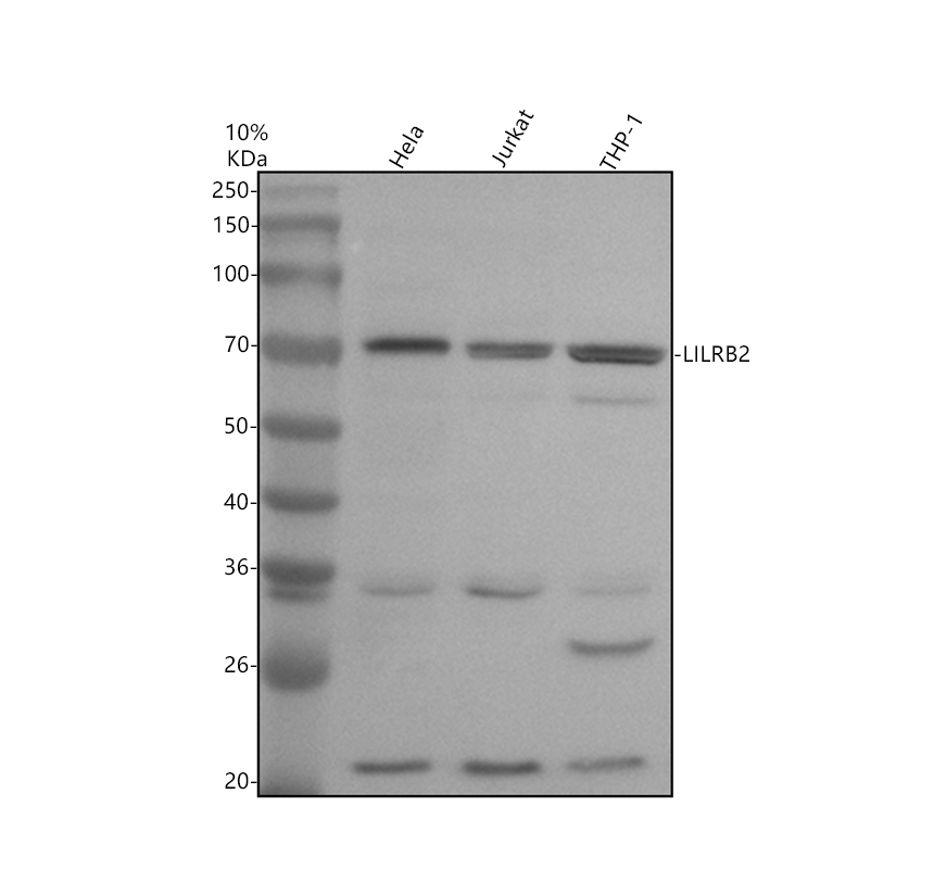 a04141 2 lilrb2 primary antibodies wb testing 1