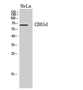 a04141 lilrb2 primary antibodies wb testing 1