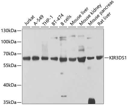 Western blot analysis of extracts of various cell lines, using KIR3DS1 antibody  at 1:1000 dilution