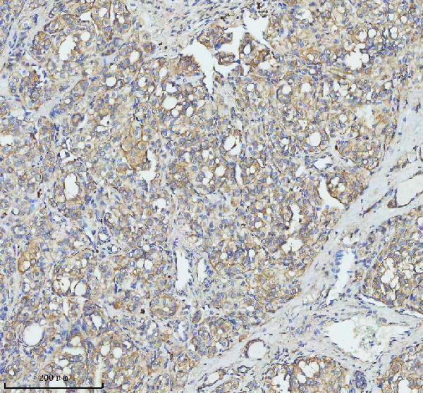 a04143 1 tom1 primary antibodies ihc testing 2