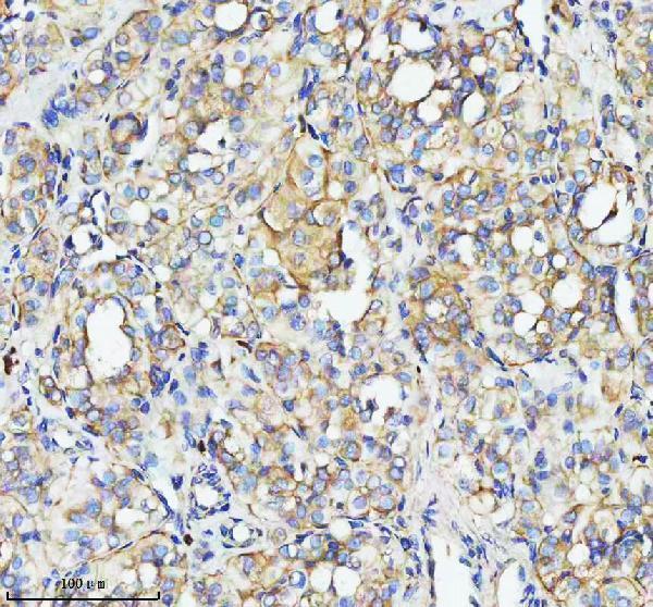 a04143 1 tom1 primary antibodies ihc testing 3