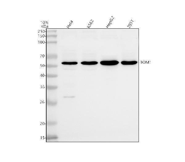 a04143 1 tom1 primary antibodies wb testing 1