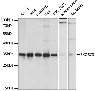 Western blot analysis of extracts of various cell lines, using EXOSC3 antibody  at 1:1000 dilution