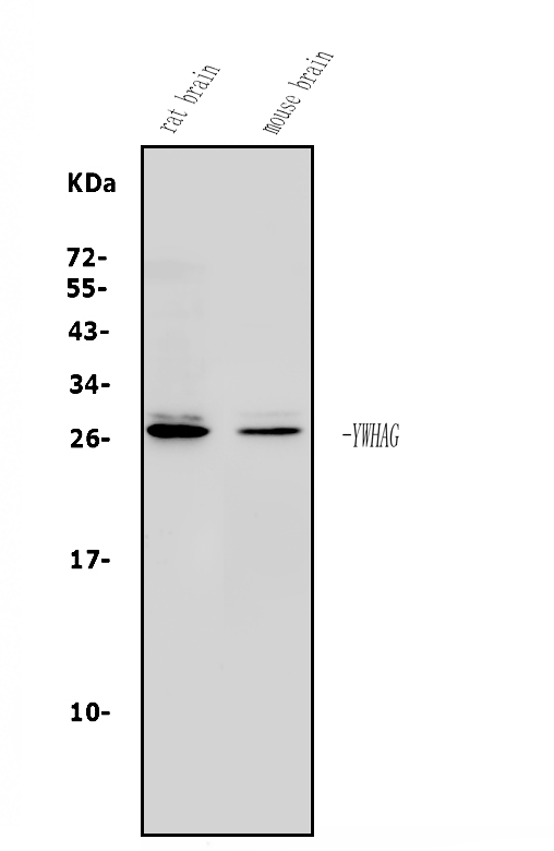  Western blot analysis of 14-3-3 Gamma/YWHAG using anti-14-3-3 Gamma/YWHAG antibody (A04148-1)