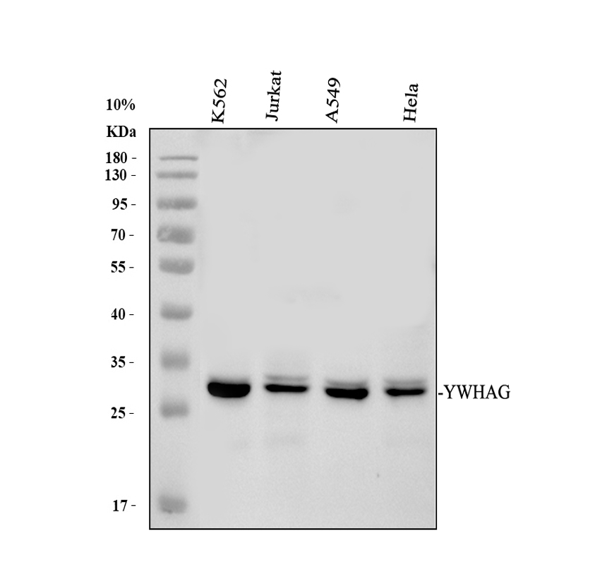 Western blot analysis of 14-3-3 Gamma/YWHAG using anti-14-3-3 Gamma/YWHAG antibody (A04148-1)