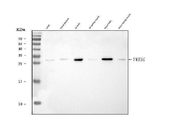  Western blot analysis of 14-3-3 gamma/YWHAG using anti-14-3-3 gamma/YWHAG antibody (A04148-2)