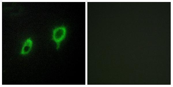 Immunofluorescence analysis of COS7 cells, using 14-3-3 gamma Antibody
