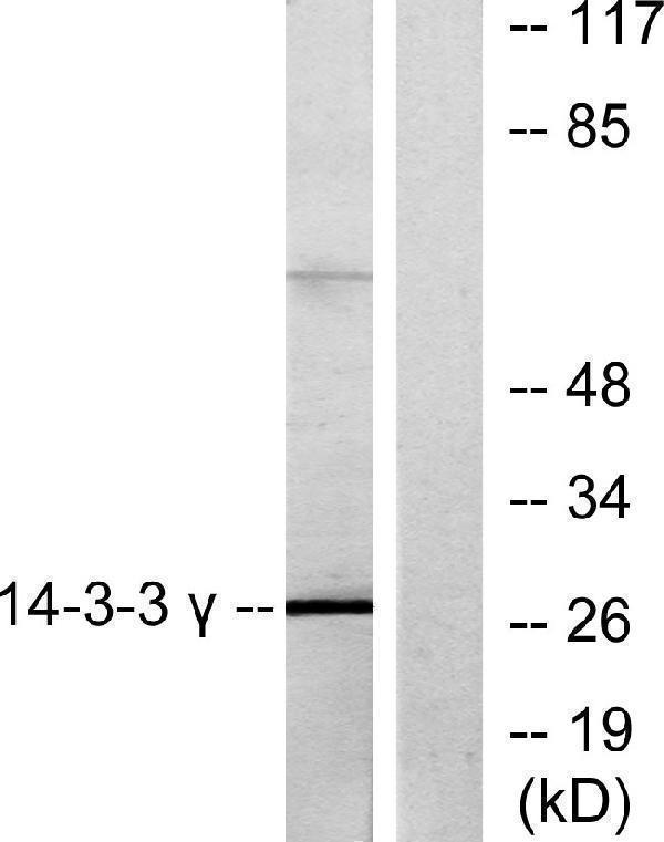 Western blot analysis of lysates from K562 cells, treated with insulin 0