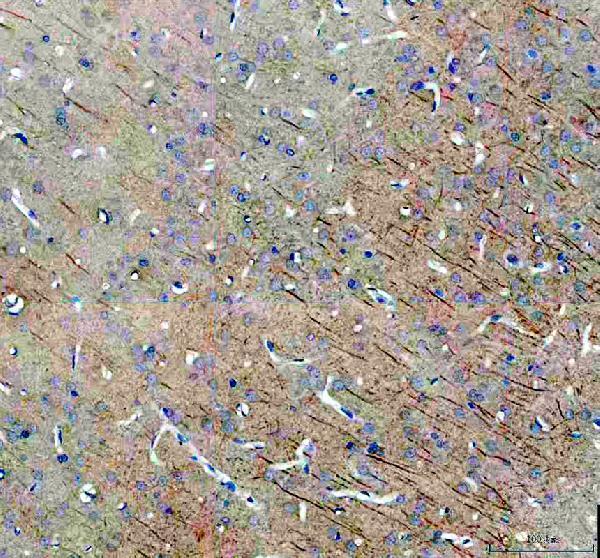 a04152 1 dlg3 primary antibodies ihc testing 3