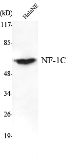Western Blot analysis using NF-1C Monoclonal Antibody against HeLa nuclear extract
