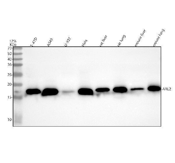 a04155 1 arl2 primary antibodies wb testing 1