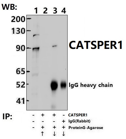 Immunoprecipitation of HepG2 cell lysates using CATSPER1 pAb (Sepharose Bead Conjugate)#BD0048 (lane 2 and lane 3) and Nonspecific IgG  Control (Sepharose Bead Conjugate)#BD0048 (lane 4) 