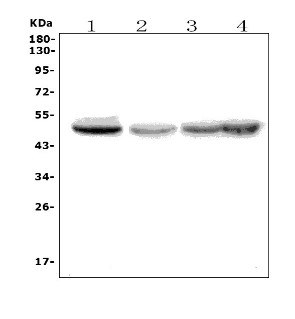 a04157 2 etf1 primary antibodies wb testing 1