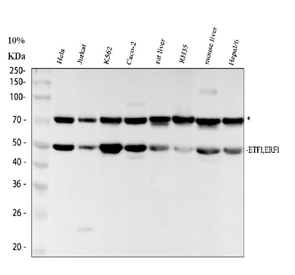 Western blot analysis of eRF1/ETF1 using anti-eRF1/ETF1 antibody (A04157-2)