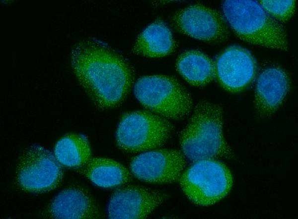  IF analysis of OS9 using anti-OS9 antibody (A04158-1)