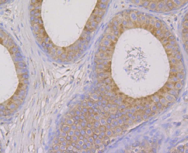 Immunohistochemical analysis of paraffin-embedded rat epididymis tissue using anti-OS9 antibody