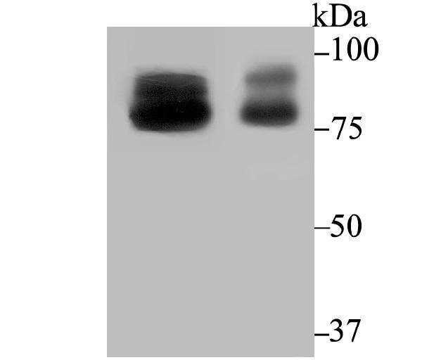 Western blot analysis of OS9 on mouse testis and rat testis tissue lysates using anti-OS9 antibody at 1/2,000 dilution