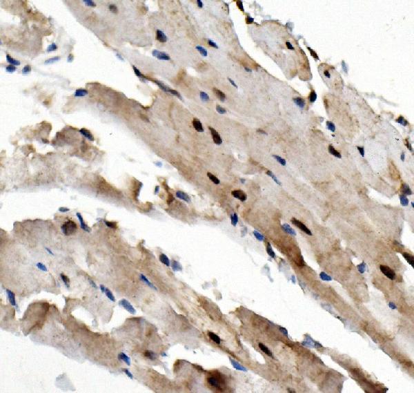 a04161 1 rad9a primary antibodies ihc testing 2