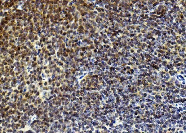 a04161 1 rad9a primary antibodies ihc testing 3