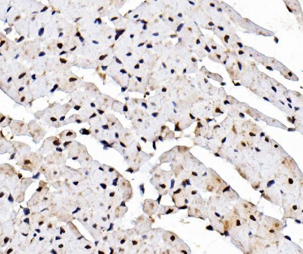 a04161 1 rad9a primary antibodies ihc testing 4