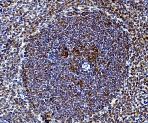a04161 1 rad9a primary antibodies ihc testing 5