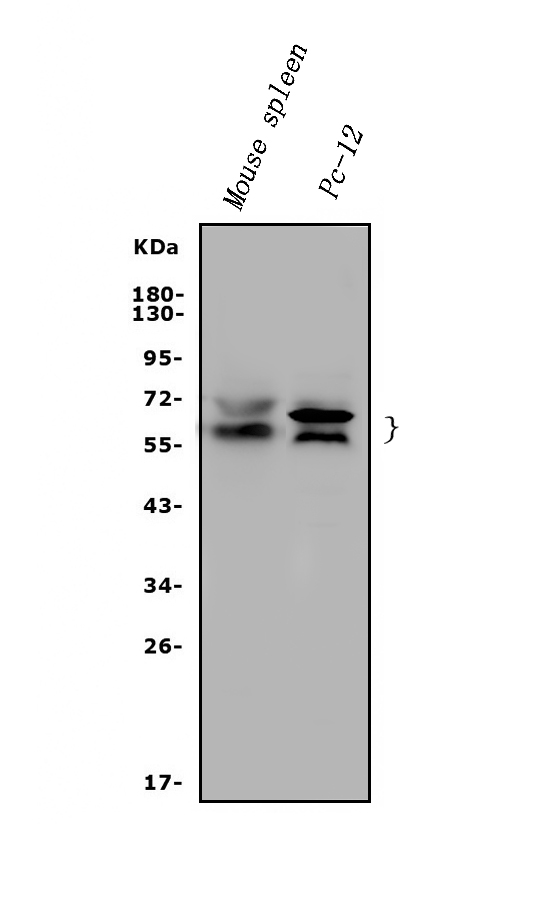 a04161 1 rad9a primary antibodies wb testing 1