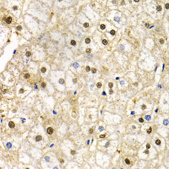a04161 rad9a primary antiboties ihc testing 3