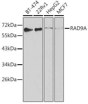 a04161 rad9a primary antiboties wb testing 1