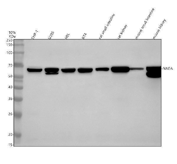 a04163 1 naga primary antibodies wb testing 1