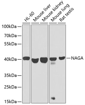 a04163 naga primary antiboties wb testing 1