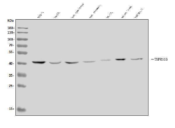 a04164 2 tmprss3 primary antibodies wb testing 1