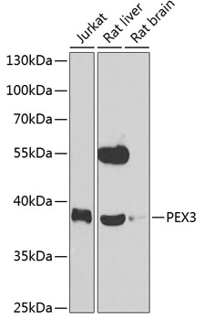 Western blot analysis of extracts of various cell lines, using PEX3 antibody  at 1:1000 dilution