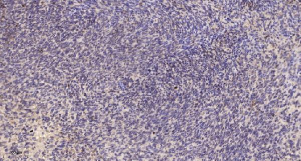 Immunohistochemical analysis of paraffin-embedded human uterus