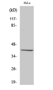 Western Blot analysis of various cells using Peroxin 3 Polyclonal Antibody
