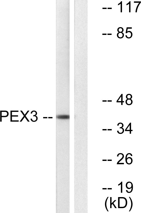 Western blot analysis of lysates from HeLa cells, using PEX3 Antibody