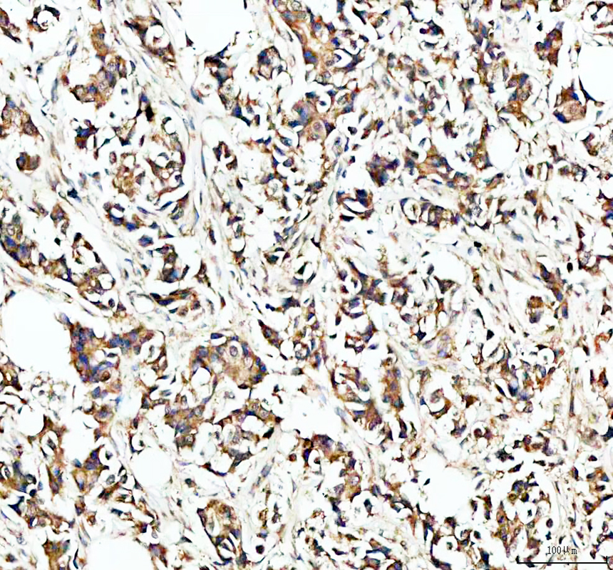 a04168 hsp105 primary antibodies ihc testing 1