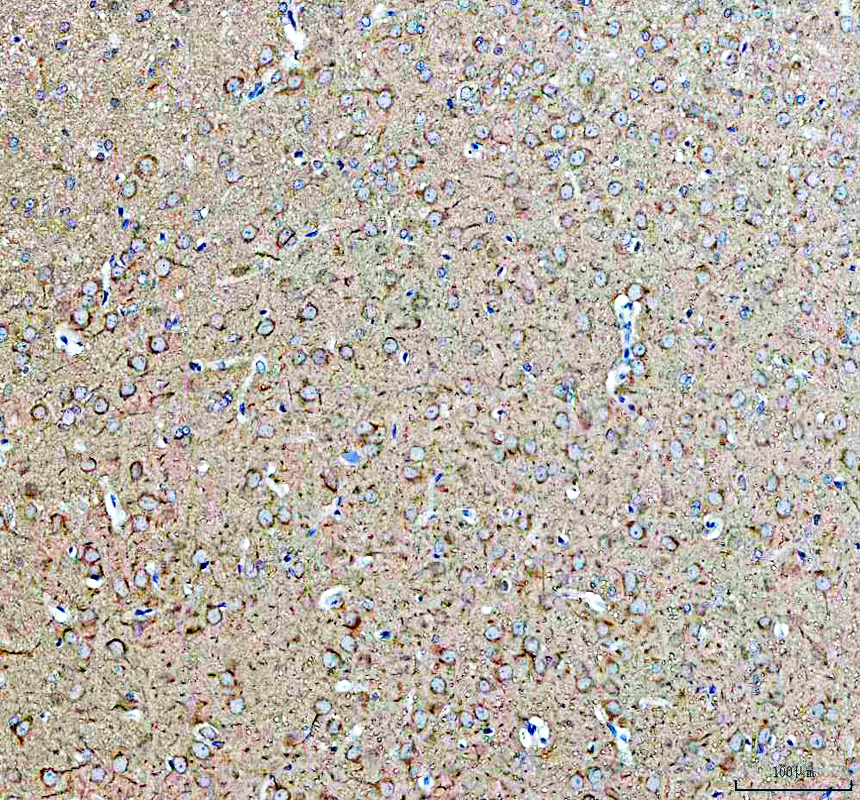 a04168 hsp105 primary antibodies ihc testing 2