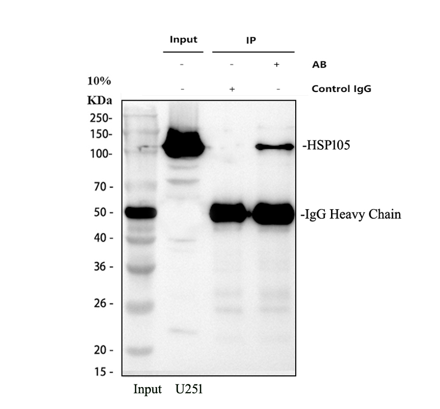 a04168 hsp105 primary antibodies ip testing 1_1