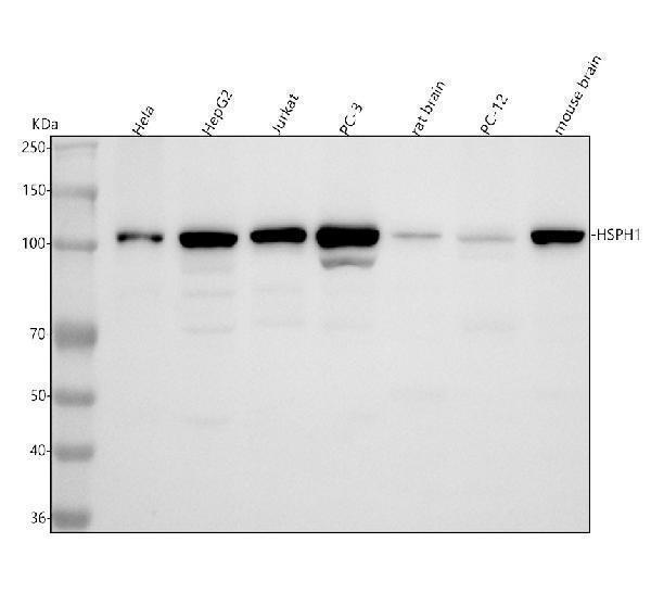  Western blot analysis of Hsp105 using anti-Hsp105 antibody (A04168)